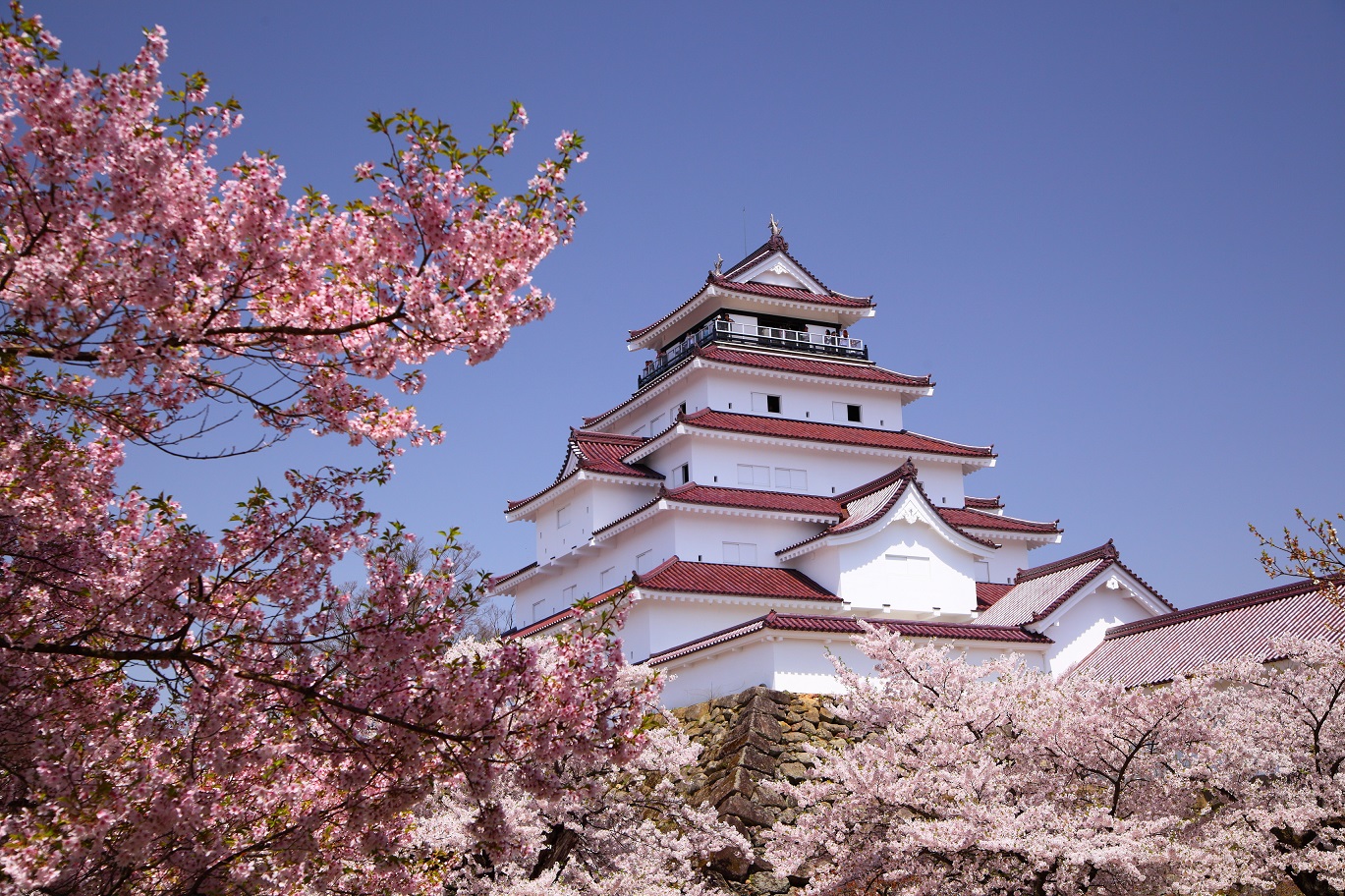 Asie Japon Cerisier en fleurs